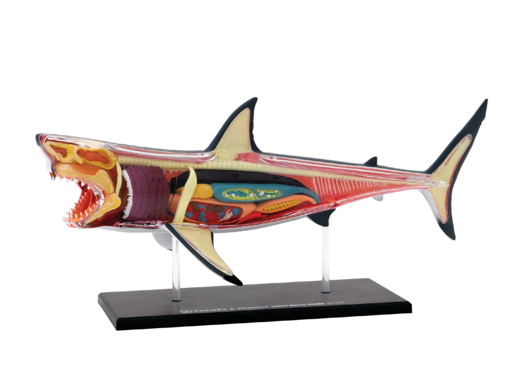 great white shark anatomy model.